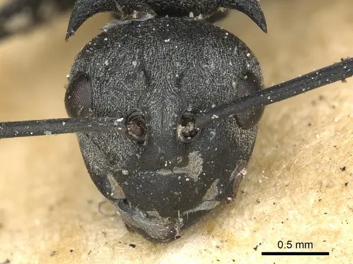 Polyrhachis saevissima specimen CASENT0901833 image casent0901833_2