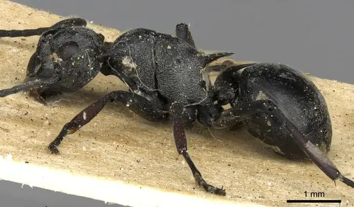 Polyrhachis saevissima specimen CASENT0901833 image casent0901833_3