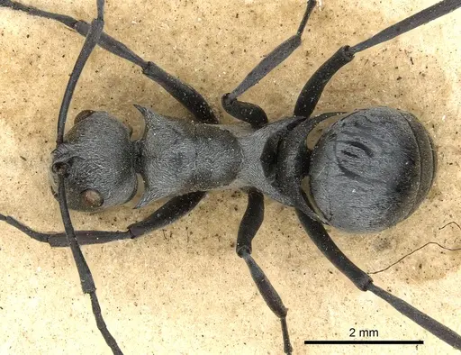 Polyrhachis saevissima specimen CASENT0901835 image casent0901835_1