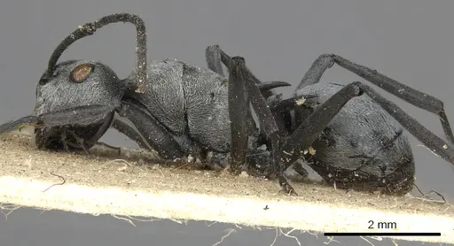 Polyrhachis saevissima specimen CASENT0901835 image casent0901835_3