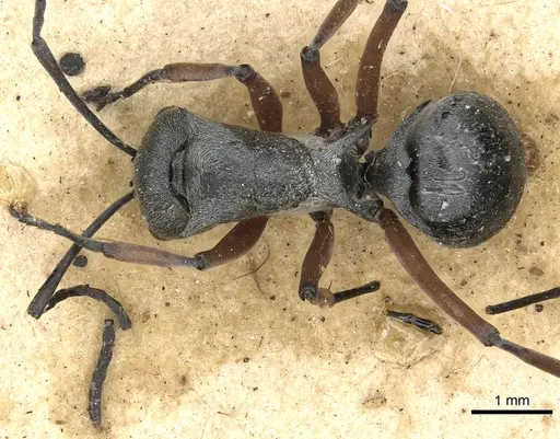 Polyrhachis saevissima specimen CASENT0901841 image casent0901841_1
