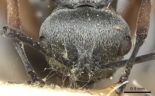 Polyrhachis saevissima specimen CASENT0901841 image casent0901841_2