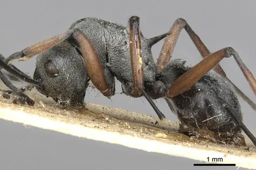 Polyrhachis saevissima specimen CASENT0901841 image casent0901841_3