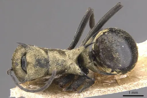 Polyrhachis saevissima specimen CASENT0905643 image casent0905643_1