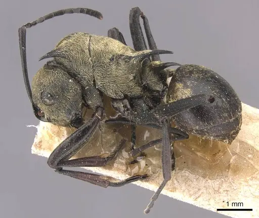 Polyrhachis saevissima specimen CASENT0905643 image casent0905643_3