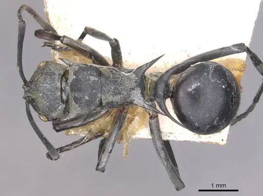 Polyrhachis saevissima specimen CASENT0910878 image casent0910878_1