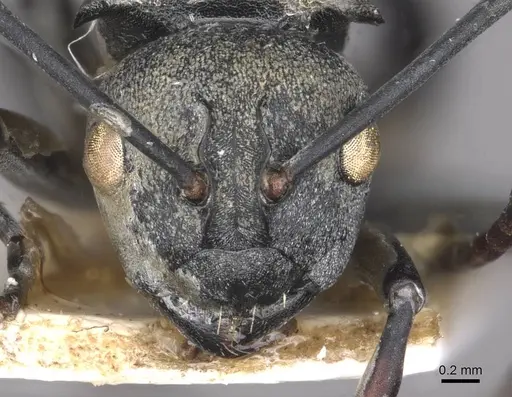 Polyrhachis saevissima specimen CASENT0910878 image casent0910878_2