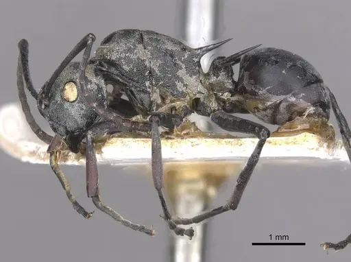 Polyrhachis saevissima specimen CASENT0910878 image casent0910878_3