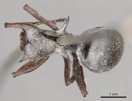 Polyrhachis saevissima specimen CASENT0915827 image casent0915827_1