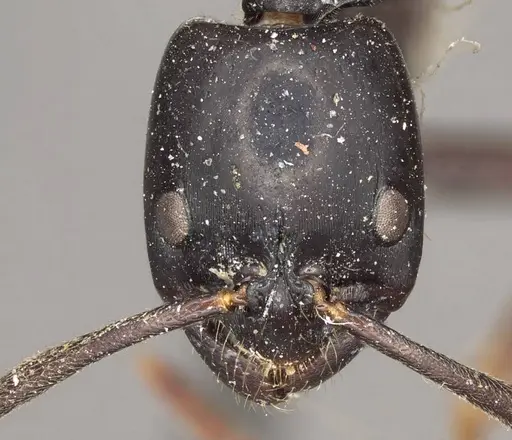 Polyrhachis saevissima specimen CASENT0915827 image casent0915827_2