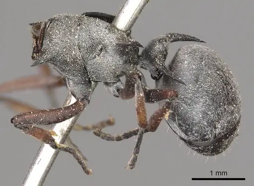 Polyrhachis saevissima specimen CASENT0915827 image casent0915827_3