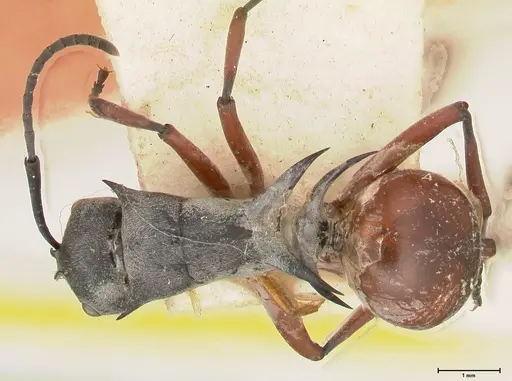 Polyrhachis saevissima specimen FOCOL0568 image focol0568_1