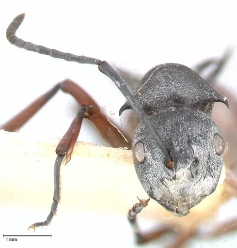 Polyrhachis saevissima specimen FOCOL0568 image focol0568_2