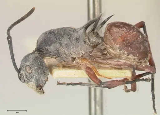Polyrhachis saevissima specimen FOCOL0568 image focol0568_3