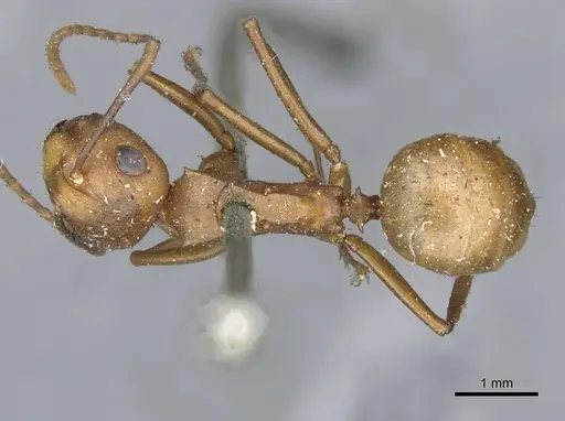 Polyrhachis saigonensis specimen CASENT0910794 image casent0910794_1