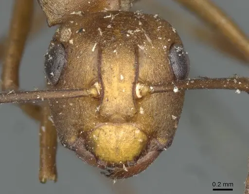 Polyrhachis saigonensis specimen CASENT0910794 image casent0910794_2