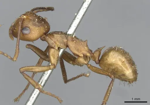 Polyrhachis saigonensis specimen CASENT0910794 image casent0910794_3