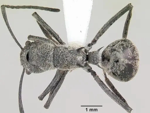 Polyrhachis salebrosa specimen CASENT0103182 image casent0103182_1