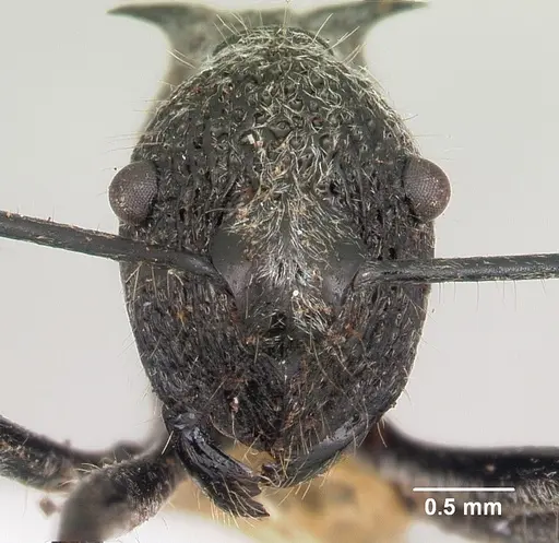 Polyrhachis salebrosa specimen CASENT0103182 image casent0103182_2