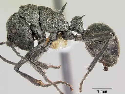 Polyrhachis salebrosa specimen CASENT0103182 image casent0103182_3