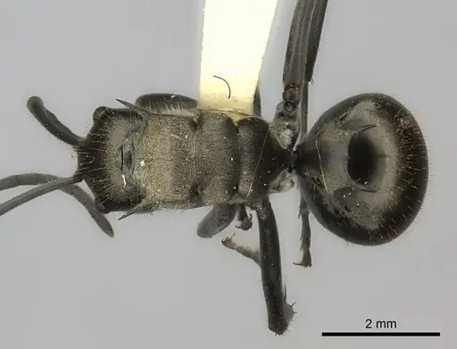 Polyrhachis salomo specimen CASENT0217798 image casent0217798_1