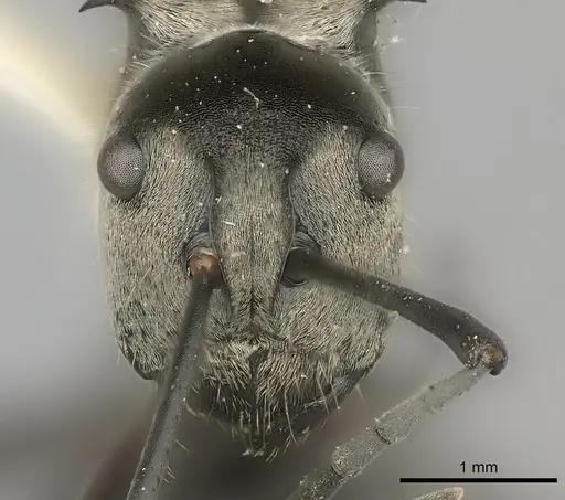 Polyrhachis salomo specimen CASENT0217798 image casent0217798_2