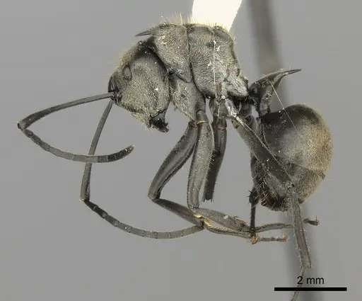Polyrhachis salomo specimen CASENT0217798 image casent0217798_3