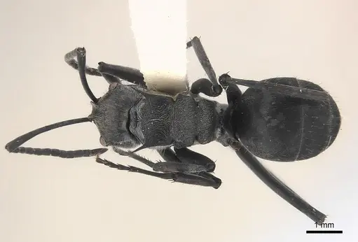 Polyrhachis salomo specimen CASENT0227566 image casent0227566_1