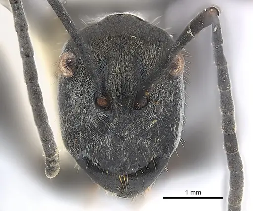Polyrhachis salomo specimen CASENT0227566 image casent0227566_2