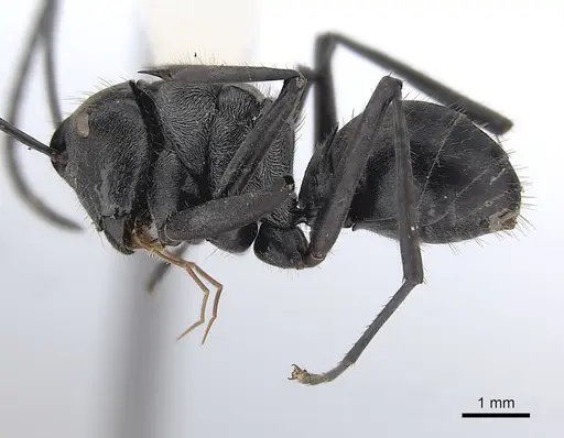 Polyrhachis salomo specimen CASENT0227566 image casent0227566_3
