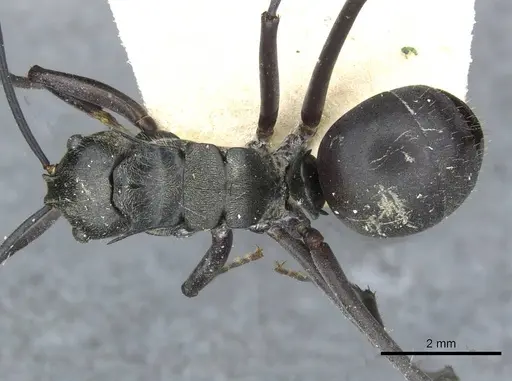 Polyrhachis salomo specimen CASENT0910925 image casent0910925_1