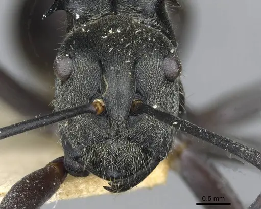 Polyrhachis salomo specimen CASENT0910925 image casent0910925_2