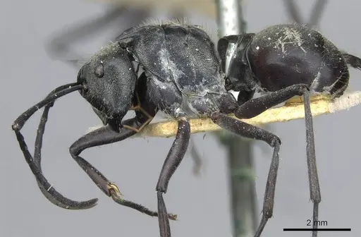 Polyrhachis salomo specimen CASENT0910925 image casent0910925_3