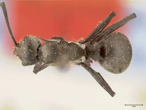 Polyrhachis salomo specimen FOCOL0438 image focol0438_1