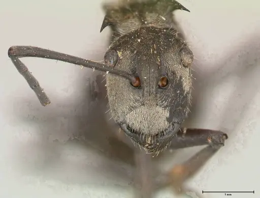 Polyrhachis salomo specimen FOCOL0438 image focol0438_2