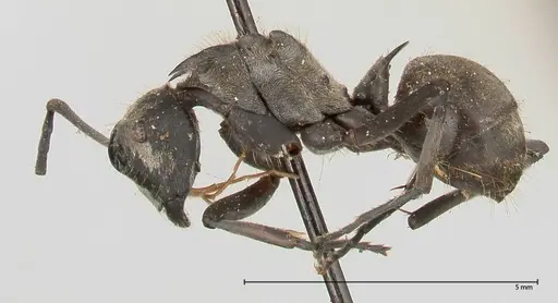 Polyrhachis salomo specimen FOCOL0438 image focol0438_3