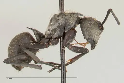 Polyrhachis salomo specimen FOCOL0438 image focol0438_4