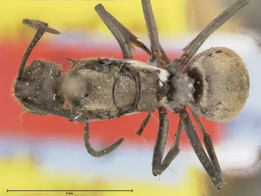 Polyrhachis salomo specimen FOCOL0439 image focol0439_1