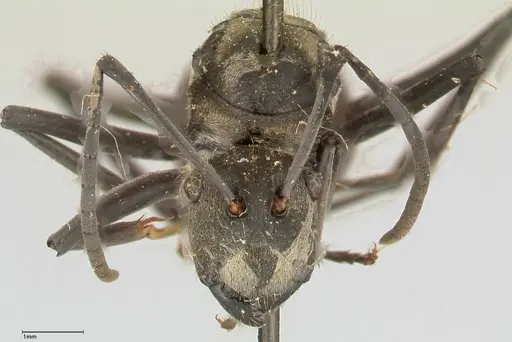 Polyrhachis salomo specimen FOCOL0439 image focol0439_2
