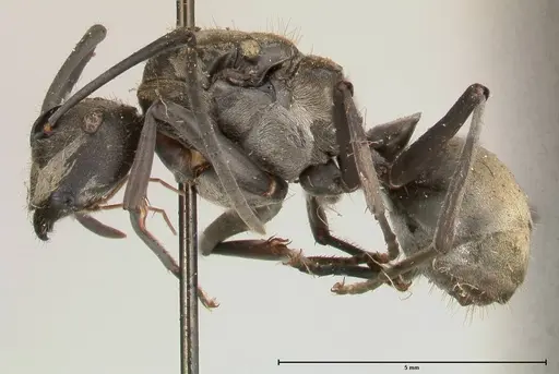 Polyrhachis salomo specimen FOCOL0439 image focol0439_3