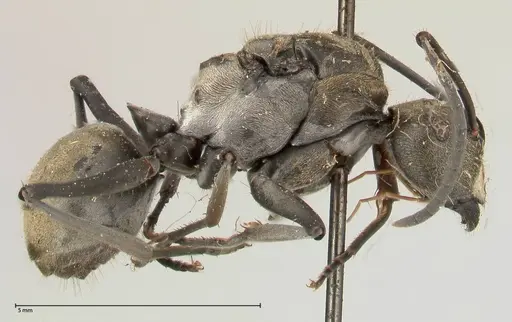 Polyrhachis salomo specimen FOCOL0439 image focol0439_4