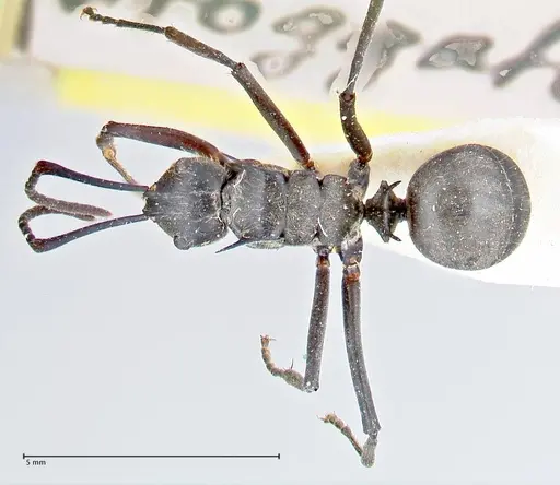 Polyrhachis salomo specimen FOCOL2634 image focol2634_1
