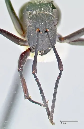 Polyrhachis salomo specimen FOCOL2634 image focol2634_2