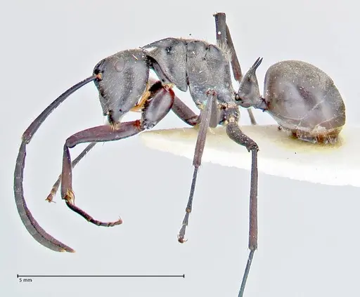 Polyrhachis salomo specimen FOCOL2634 image focol2634_3