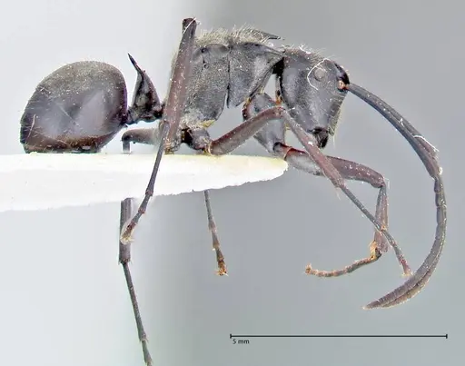 Polyrhachis salomo specimen FOCOL2634 image focol2634_4