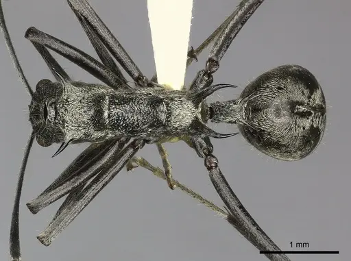 Polyrhachis scabra specimen CASENT0249118 image casent0249118_1