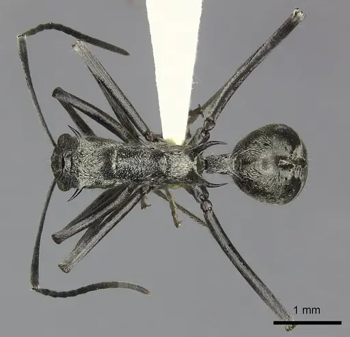 Polyrhachis scabra specimen CASENT0249118 image casent0249118_2