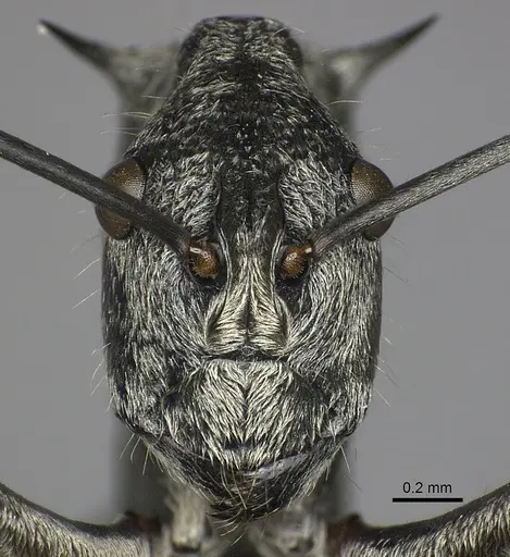 Polyrhachis scabra specimen CASENT0249118 image casent0249118_3