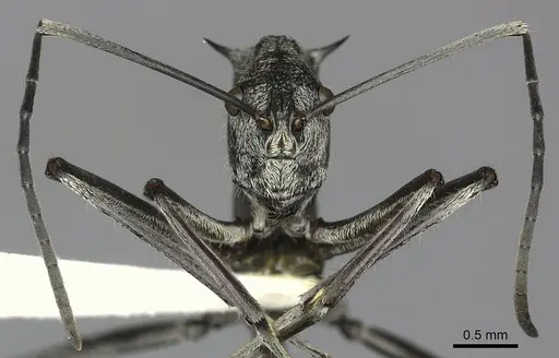 Polyrhachis scabra specimen CASENT0249118 image casent0249118_4