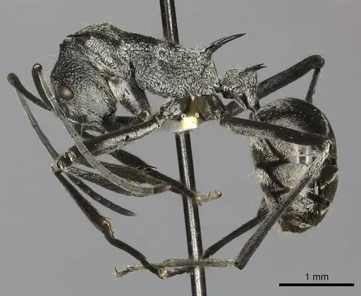 Polyrhachis scabra specimen CASENT0249118 image casent0249118_5